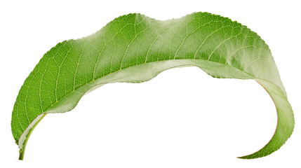 peach leaf isolated on a white background