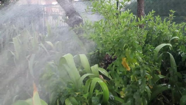 giardinaggio innaffiare piante e fiori