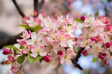 flower, spring, blossom, bloom, pink, nature, apple, cherry, flora,