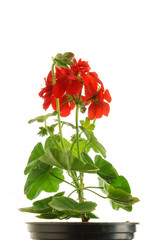 geranium flower