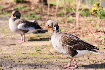 Obraz na płótnie Canvas Greylag goose wearing a GPS neck collar tracking beacon to trace its movements and habits.