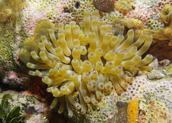 Fototapeta na wymiar Marine life, a giant Caribbean sea anemone underwater, Condylactis gigantea, Cuba