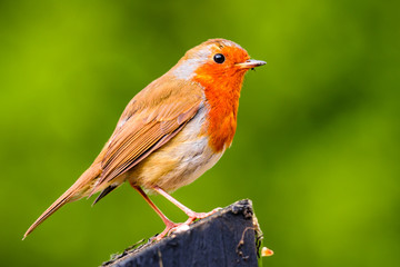 European robin (Erithacus rubecula), also known as Robin redbreast,  perched on a wooden fence post.