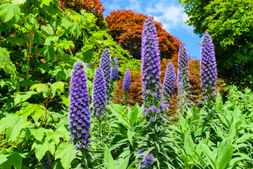 Tall blue compound flower spikes of Pride of Madeira (Echium candicans), a plant native to Madeira.