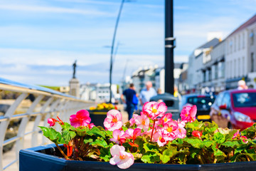 Flowers in a planter on Portstewart Promenade