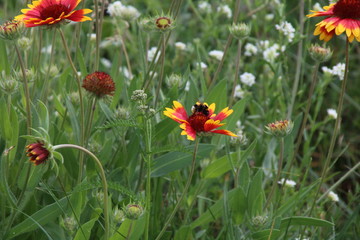Flower , gaillardia and bee