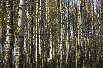 Birch Grove. Dense forest. Black and white trunks.