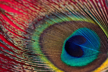 Obraz premium Peacock feather closeup in red background