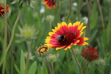 Flower , gaillardia and bee