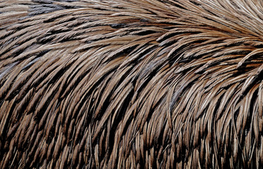Federn eines Emu