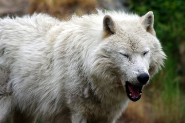 Obraz na płótnie Canvas loup blanc gris en train de bailler