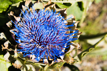 Artichoke in flower.  Once at this stage, none of the artichoke can be eaten.