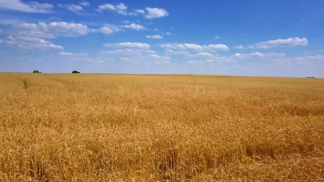 flying over golden wheat field video