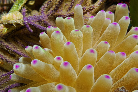 Sea anemone tentacles closeup, condy anemone Condylactis gigantea, underwater marine life, Caribbean sea, Central America, Costa Rica