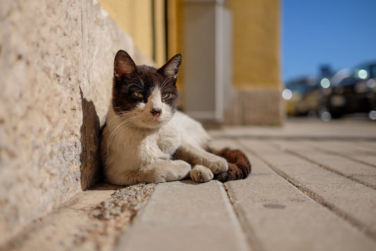 Alberobello cat