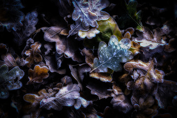 Frozen leafes