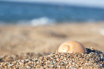 shell in the sand