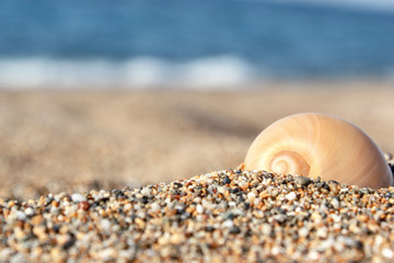 shell in the sand