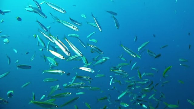 Underwater bogas fish school in a blue sea - scuba diving