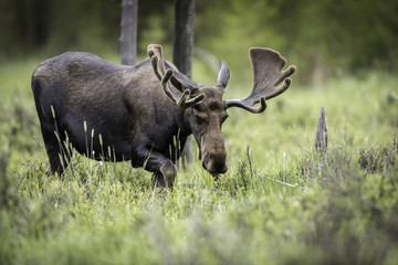 Fototapeta na wymiar Bull Moose in the Colorado Rockies