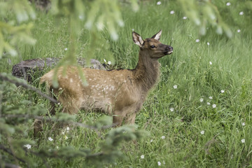 Elk Calf in the Rockies