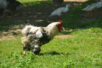 gallo de corral