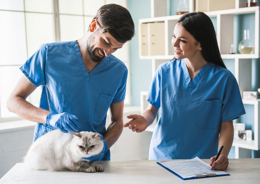 At the veterinarian