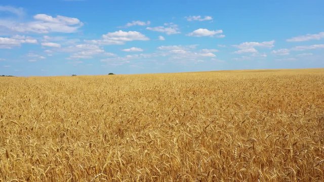 flying over golden wheat field video