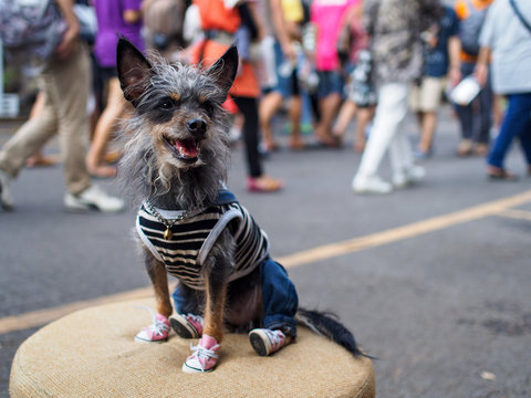 Bangkok dog