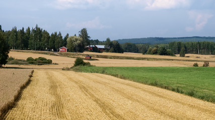 Fototapeta na wymiar Harvested Fields near a Scandinavian farm village late summer