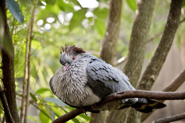 top knot pigeon