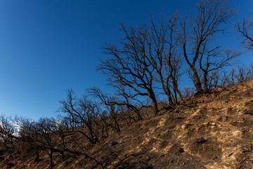 Forest Fire in Sicilia, Patti, Italy