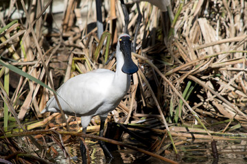 royal spoonbill