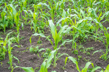 Small corn field agriculture. Green nature. Rural farm land in summer