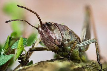 Focus Stacking - Common Field Grasshopper, Field Grasshopper, Grasshopper, Chorthippus brunneus