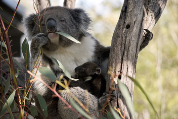 koala and joey