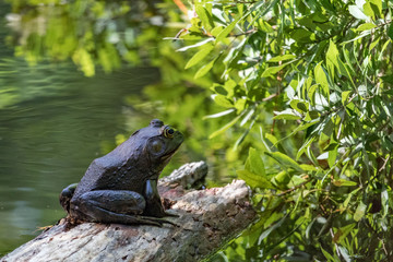 Closeup of Toad sitting on Log on the Water's Edge
