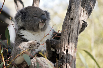 koala and joey