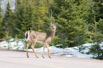 Biche