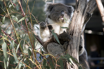 koala and joey