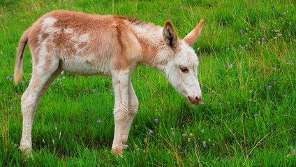 Donkey foal with unusual colouring in a field of grass and flowers