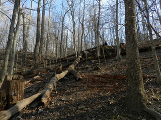 In The Woods