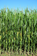 Fototapeta premium Green corn raising in the blue sky