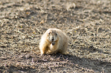 Chien de prairie 1