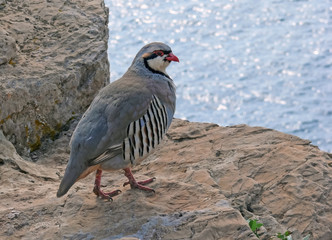 Chukar partridge (Alectoris graeca) on the rock, blurry sea and sky background. Greece, Sounion