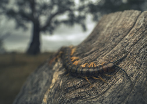 Close-up of a venomous Scolopendra centipede (Cormocephalus aurantiipes) crawling on a tree in a woodland, Mulwala, New South Wales, Australia