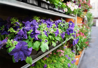 Fototapeta na wymiar Different plants on shelves near store outdoor