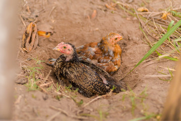 Chicken family on Don Det