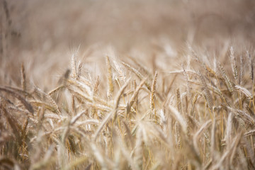 champ de blés