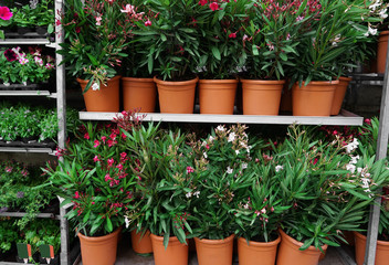 Different plants on shelves in store